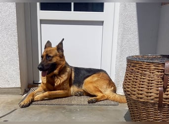 Molly sucht ein liebevolles Zuhause