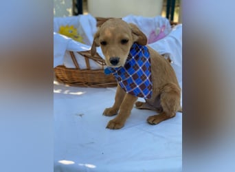 Zsebi LM - Zuhause gesucht – Neun kleine Hundekinder auf großer Mission