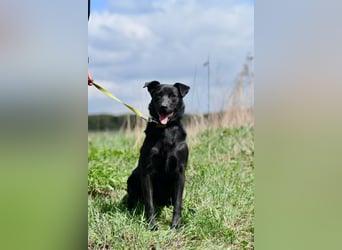 Freundlicher Familienrüde Persik❤️sucht ein liebevolles Zuhause