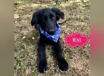 Minx eine tolle Hündin