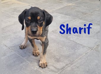 Sharif 05/2024 (ESP Pflegestelle) - sportlicher, hübscher und verschmuster Bracken-Mix Junghund!