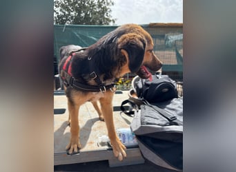 Gigi  ist in der Südpfalz zu besuchen