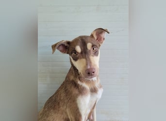 Stella, Mädel,1 ½ Jahre, ca. kniehoch, wird offener, ist ein bisschen vorsichtig bei Menschen