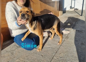 Simón 04/2024 (ESP Pflegestelle) - verschmuste und neugieriger, junger Bodeguero Mix!