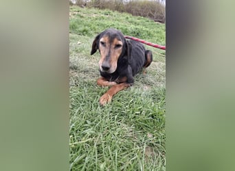 Linda - einfach ausrangiert