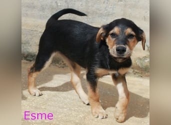 6 Hundebabys suchen ihr Glück