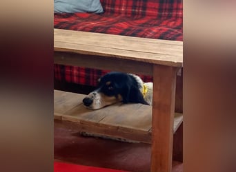 ZIGGY sucht ruhiges zu Hause