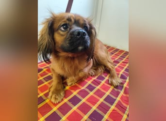 Cavalier King Charles Mischling Nr. 2L sucht eine Namenspatenschaft und seine Familie