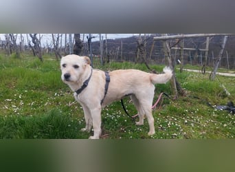 Latte sucht noch immer ein zu Hause