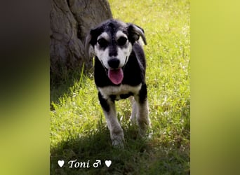 Teddy und seine Geschwister suchen ab September ein Zuhause