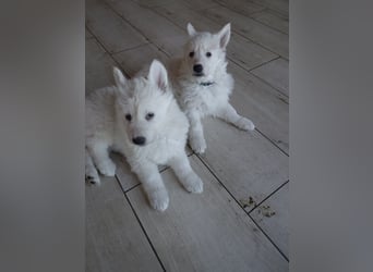 Welpen Weiße Schweizer Schäferhunde