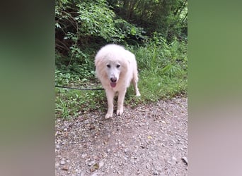 Pyränenberghundmix Tobi