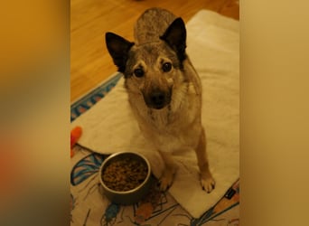 Jack, ein Kuschelbär mit Stummelschwanz