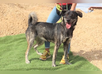 Elfie, Schäferhund-Mix, lieb und verträglich