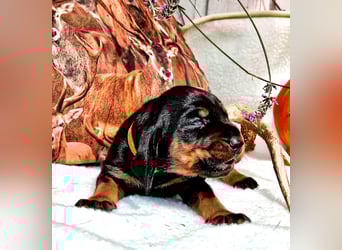 Black and Tan Coonhound Welpen