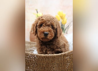 Pudel-Welpen aus familiärer Vereinszucht 38-46 cm, in red-fawn (mit Papiere), sind auszugsbereit!