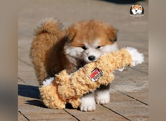 * Akita Inu - Japanische Akita langhaar Welpen, FCI registriert *