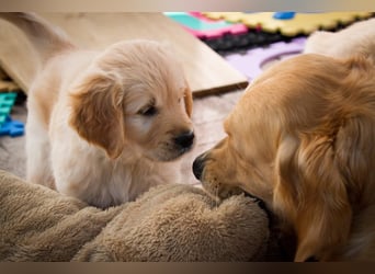 Golden Retriever Welpen VDH/GRC