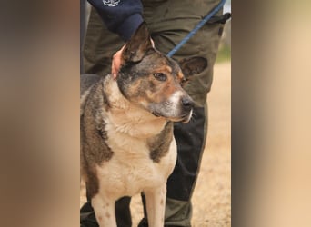 Menta VA - Einzelprinz sucht warmes Körbchen