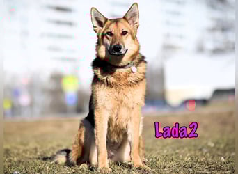 Lada2 10/2023 - ausgeglichene und gehorsame, traumhafte Hündin!