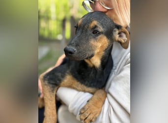 Dobby LM – kleiner Wirbelwind sucht seine Familie