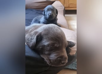 Reinrassige Labrador Welpen Arbeitslinie