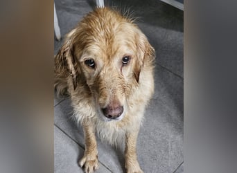 Golden Retriever Mischlings-Rüde Fridolin sucht ein Zuhause