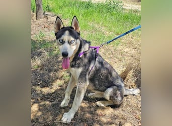 Husky Andy ist ein treuer Begleiter