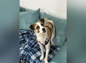 fröhlicher Tierschutzrüde, Freddie, 11kg sucht Zuhause