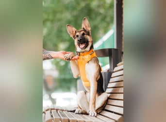 Besondere Deya sucht warmes Körbchen