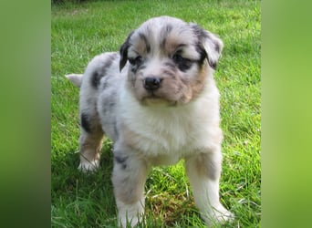 Mini Aussie Welpen Miniatur Australian Shepherd Welpen Welpe