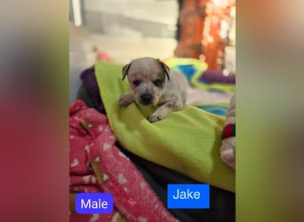 Jake, Rüde, aktuell 5 Monate, Größe noch nicht bekannt