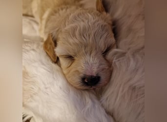 Havapoo Pudel Havaneser-ShihTzu