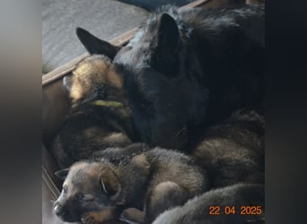 Dunkelgraue Schäferhunde aus Kör-u.Leistungzucht