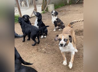 Merlin sucht eine liebevolle Familie