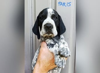 Braque d'Auvergne (Auvergne Vorstehhund) Welpe