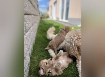 Goldendoodle F1b Welpen F1bb -apricot hell dunkel