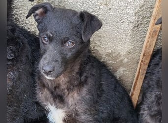 Elsie ❤️ süßes, verspieltes Hundemädl