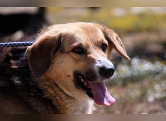 Tieta, Mix Schäferhund / Berner Senne / Collie , lieb und verträglich