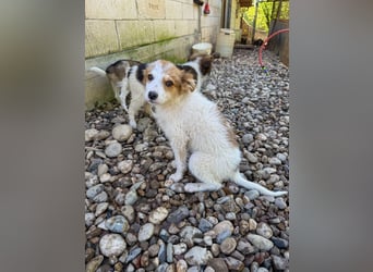 Zauberhaftes Hundemädchen ANNEMARIE ist neugierig und verspielt