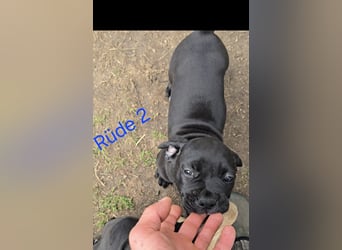 Presa Canario x Cane Corso 