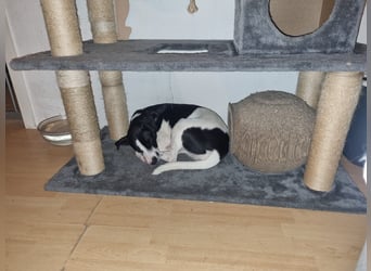Perdi: lebensfrohes Powerpaket in 66954 Pirmasens
