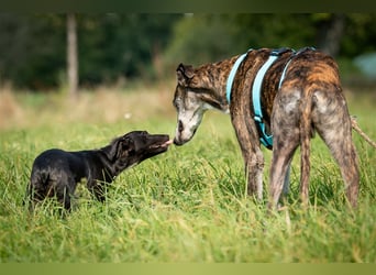 Haben Sie die Geduld Pitty das Hundeleben zu zeigen?