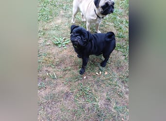 Mops welpen ab sofort Abgabe bereit.