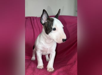 Miniatur Bullterrier Idefix
