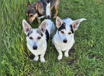 Mara und Max wünschen sich ein neues Zuhause