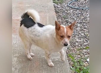 ❤️ superlieber Schmusebär BARNEY - 2,5 Jahre, 28cm/9kg - Jack-Russell-Mix ❤️