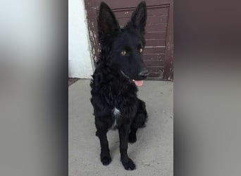 Zorro ein Traumcharakter