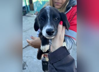 Zephyr sucht ein aktives Zuhause mit Abenteurern