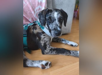 Merlin sucht eine liebevolle Familie